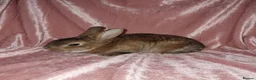 Rex rabbits for sale: Rex rabbits ready to reserve - Advert 5
