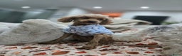 Cockapoo dogs for sale: Health tested cockerpoo F1 pups licensed Breeder  - Advert 40