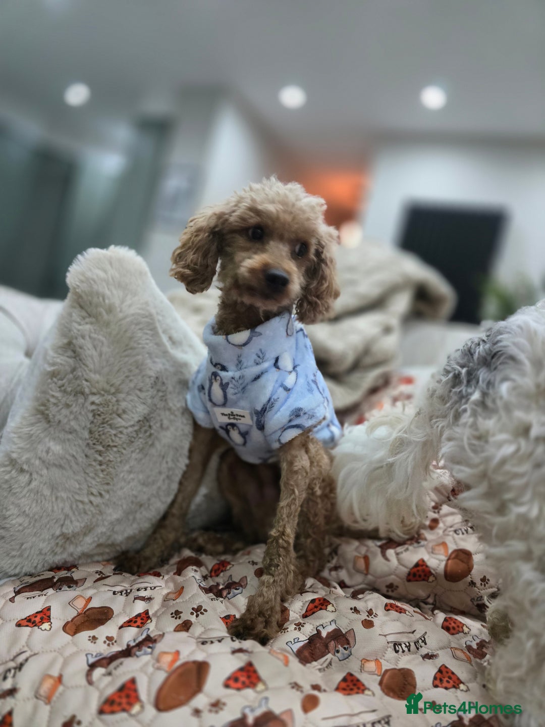 Cockapoo dogs for sale: Health tested cockerpoo F1 pups licensed Breeder  - Advert 40