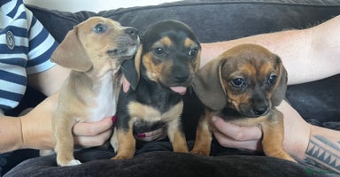 Mixed Breed dogs - Advert 11