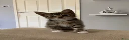 Russian Blue cats for sale: one gorgeous grey kitten for sale  - Advert 1