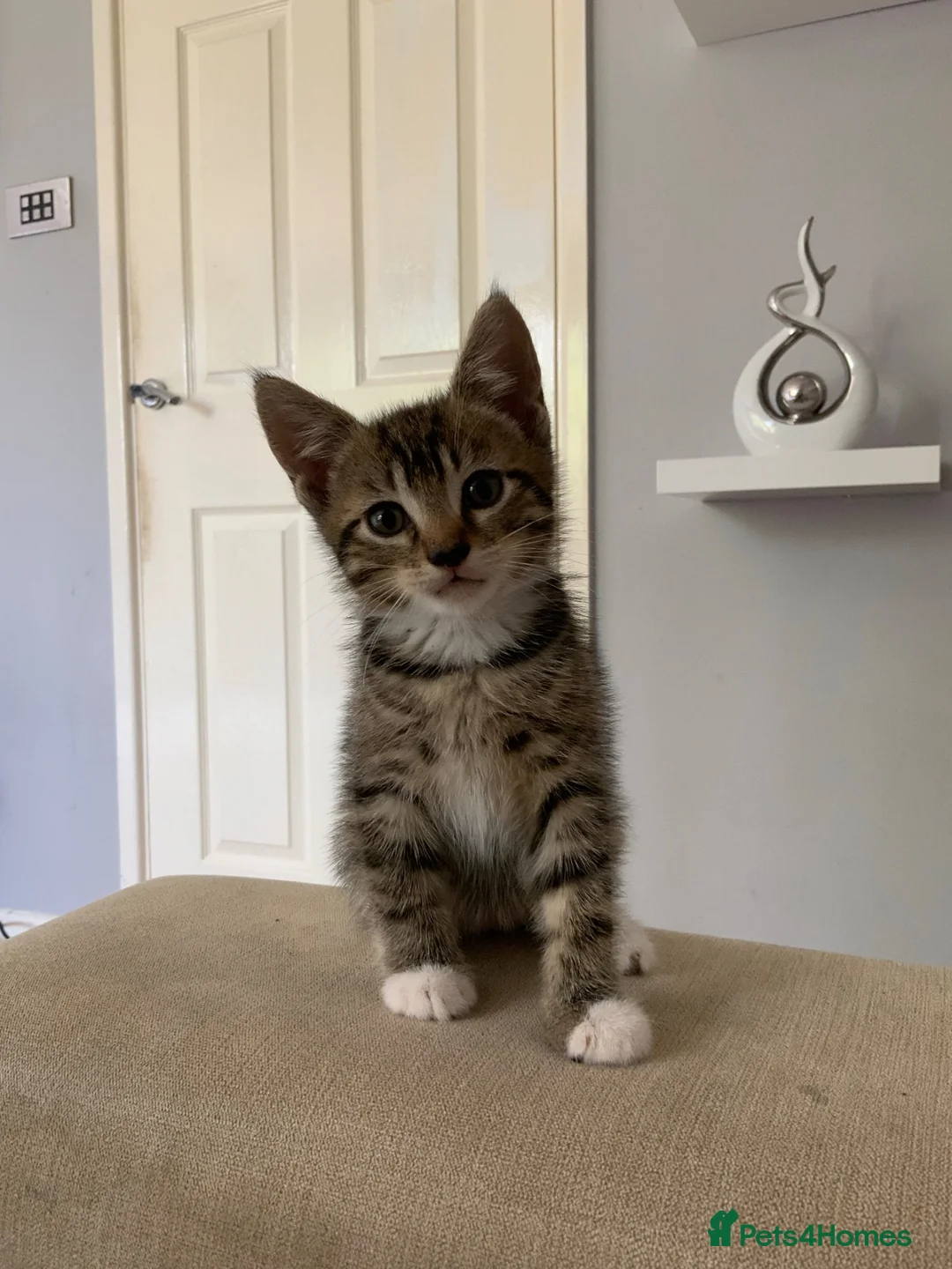 Russian Blue cats for sale: one gorgeous grey kitten for sale  - Advert 1