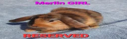 Mixed Breed rabbits for sale: Beautiful Mixed Breed Babies - Advert 10