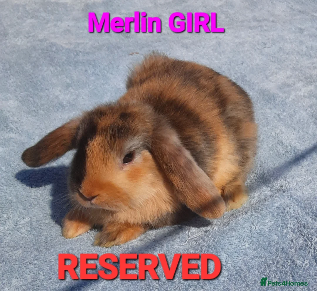 Mixed Breed rabbits for sale: Beautiful Mixed Breed Babies - Advert 10
