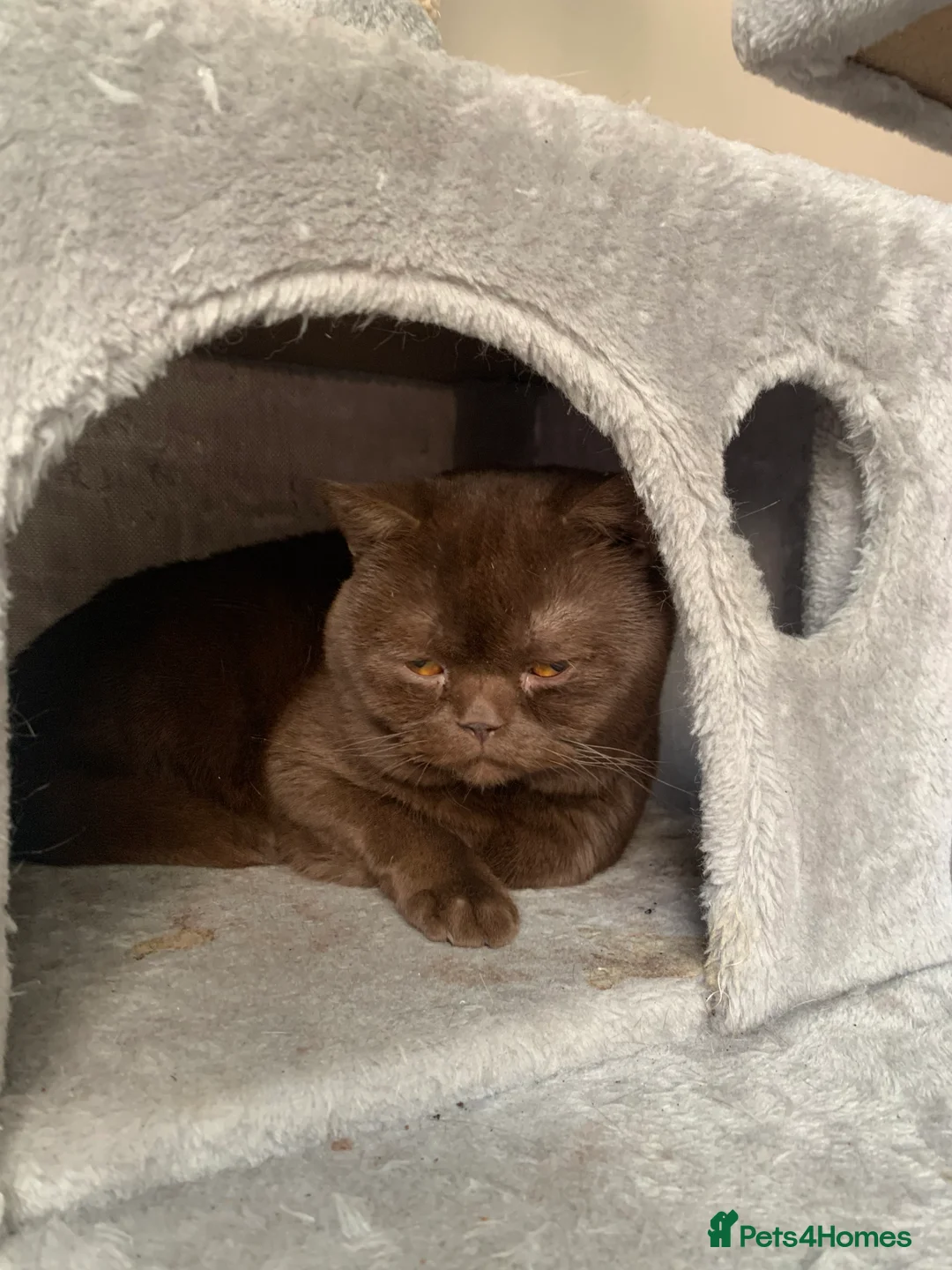 British Shorthair cats for sale: Cat Male in Manchester - Advert 4