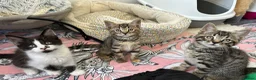 Mixed Breed cats for sale: Kittens looking for homes  - Advert 12