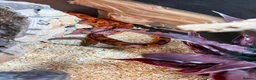 Corn Snake reptiles for sale: Red corn snake  - Advert 4