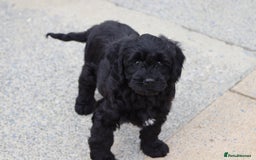Cavapoo dogs for sale: Beautiful Cavapoo puppies for sale - Image 1