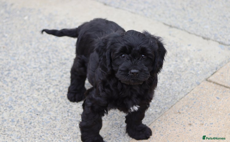 Cavapoo dogs - Advert 7