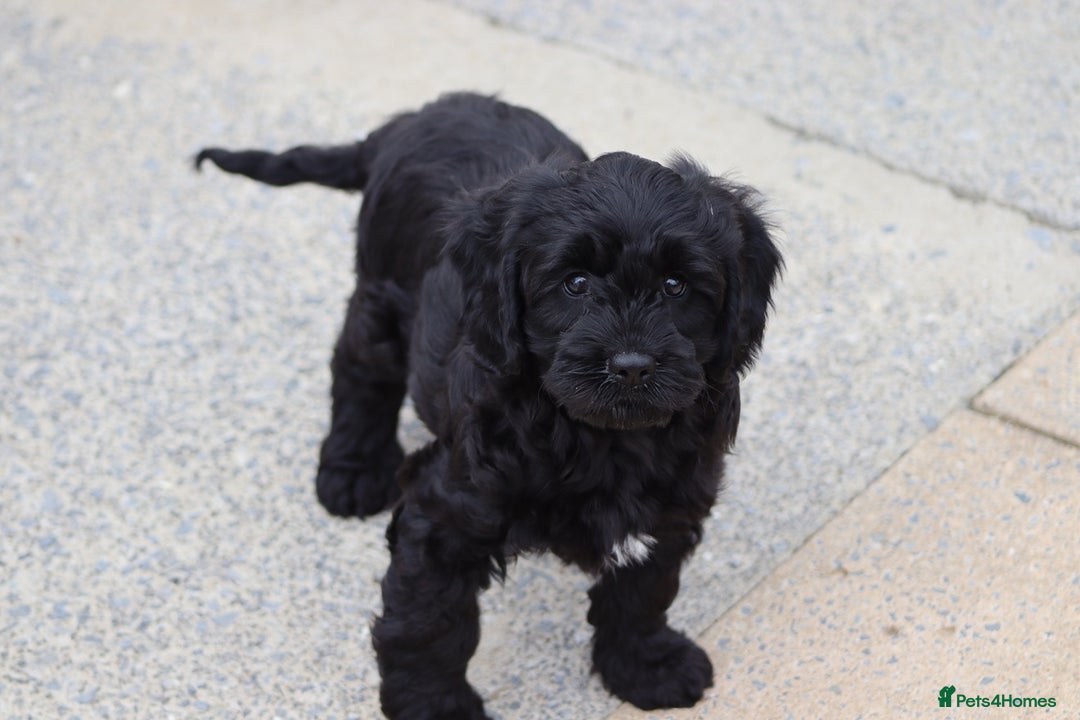 Cavapoo dogs for sale: Beautiful Cavapoo puppies for sale - Image 1