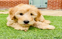 Labradoodle dogs for sale:  Adorable 🥰 Miniature Labradoodle Puppies F2B  - Image 22