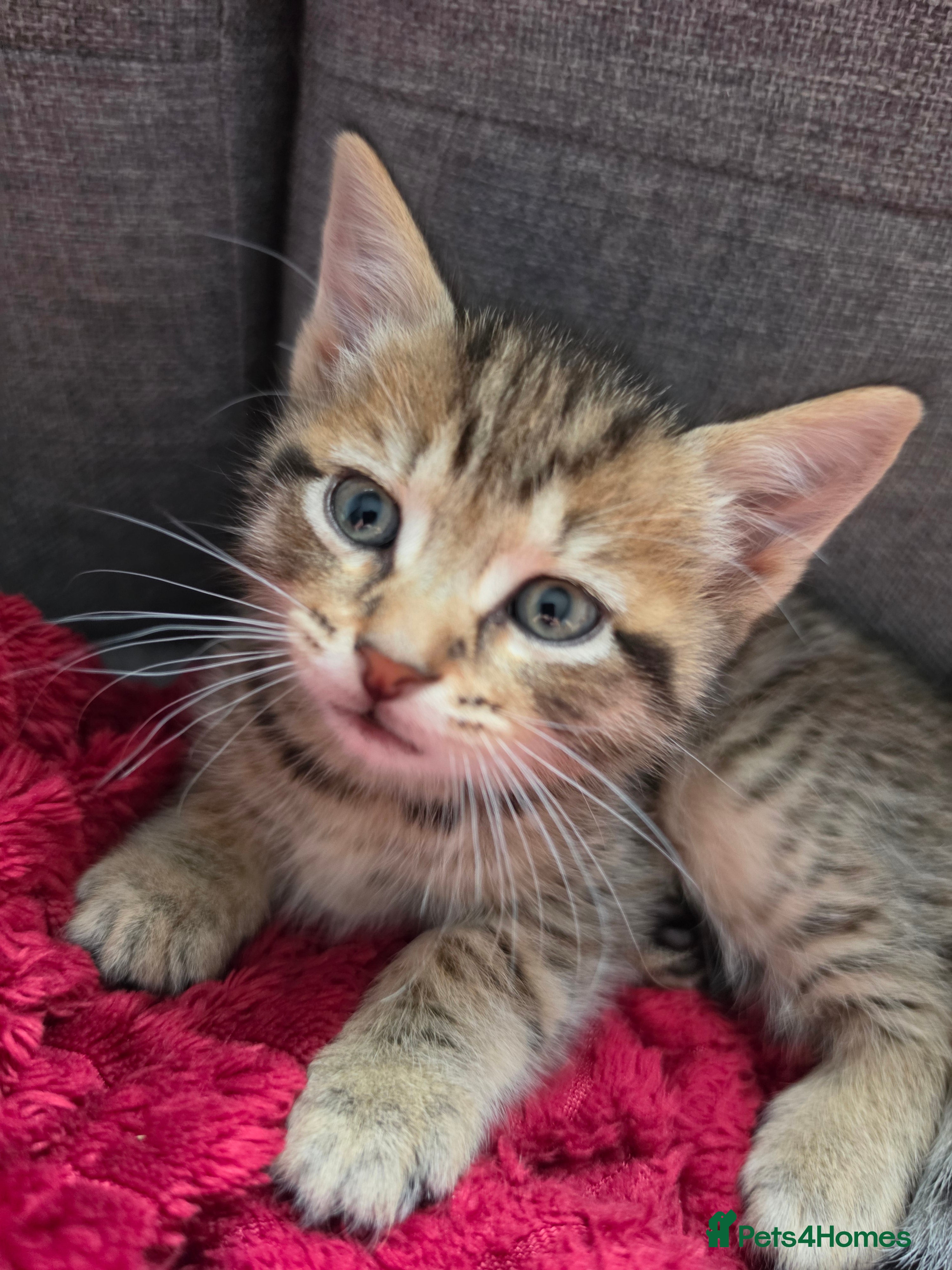 Mixed Breed cats Four adorable kittens looking for loving homes - Advert 16