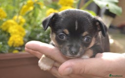 Chihuahua dogs for sale: 3 very beautiful puppy's  - Image 9