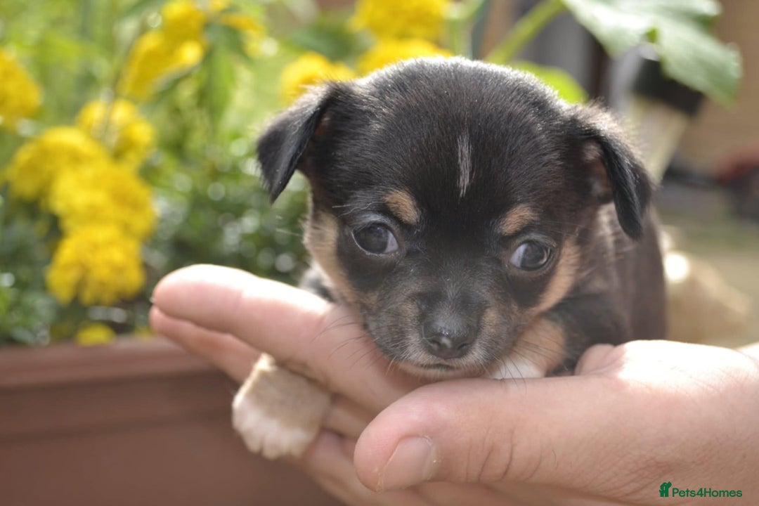 Chihuahua dogs for sale: 3 very beautiful puppy's  - Image 9