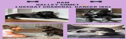 Labrador Retriever dogs for sale: KC Charcoal & Silver Labradors – Health Tested - Advert 25