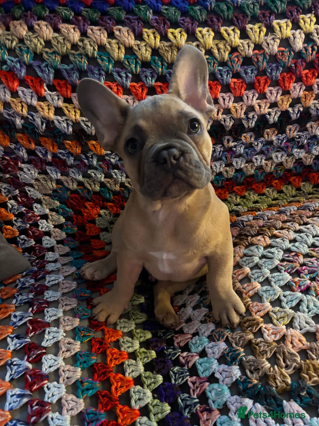 French Bulldog dogs for sale: Beautiful Frenchie Puppy Looking For Loving Home - Advert 4