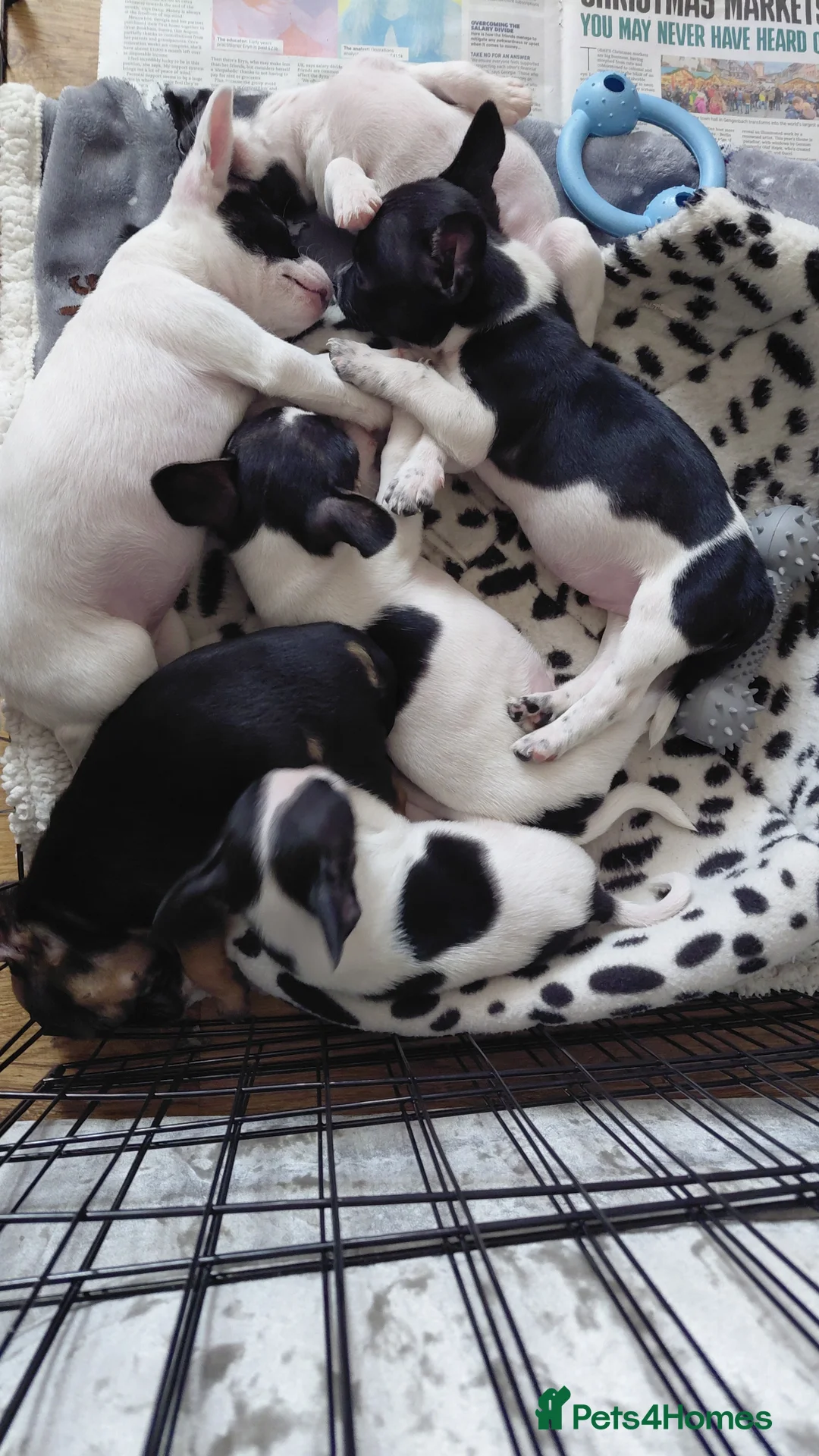 Mixed Breed dogs for sale: Chiuhua x jack x french bulldog puppies for sale  - Advert 4