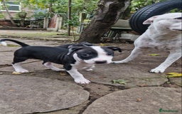 Mixed Breed dogs for sale: “Meet the Ones Who’ll Make Every Day Brighter.” - Image 3