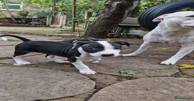 Mixed Breed dogs - Advert 5