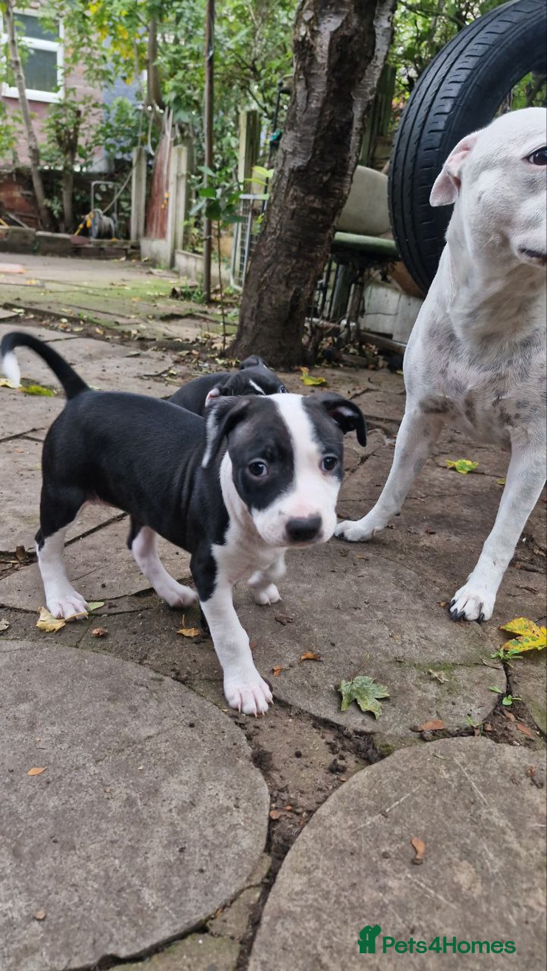 Mixed Breed dogs for sale: “Meet the Ones Who’ll Make Every Day Brighter.” - Image 3