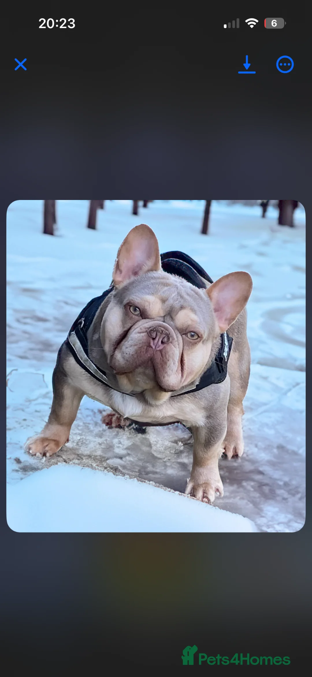 French Bulldog dogs for sale: 7 French Bulldog puppies  - Advert 2