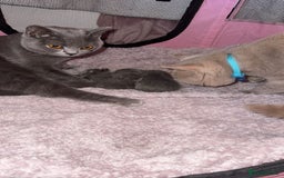 British Shorthair cats for sale: 4 full pedigree British shorthairs - Image 3