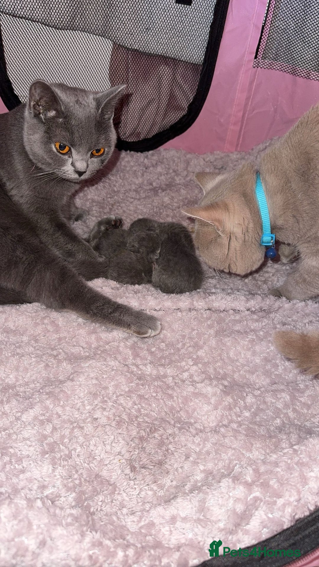 British Shorthair cats for sale: 4 full pedigree British shorthairs - Image 3