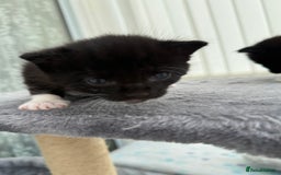 Domestic Shorthair cats for sale: Black and white kittens for sale in Manchester  - Image 5