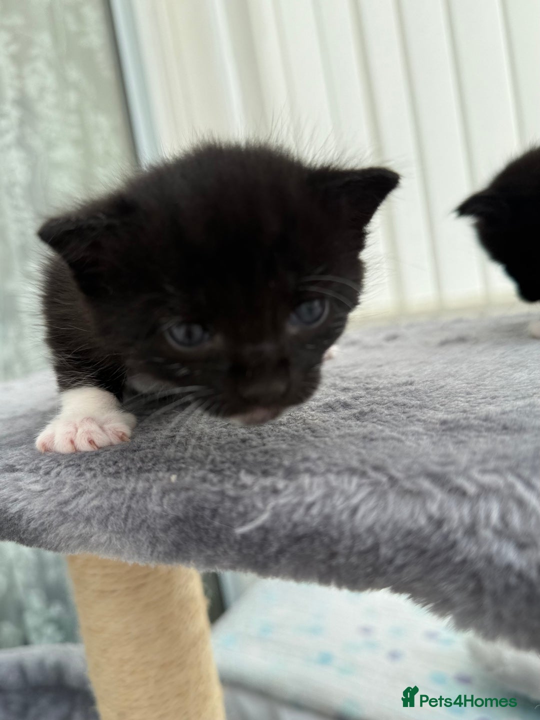 Domestic Shorthair cats for sale: Black and white kittens for sale in Manchester  - Image 5