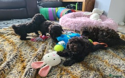 Cavapoo dogs for sale: Chocolate F1B Cavapoos. Health Tested.  - Image 35