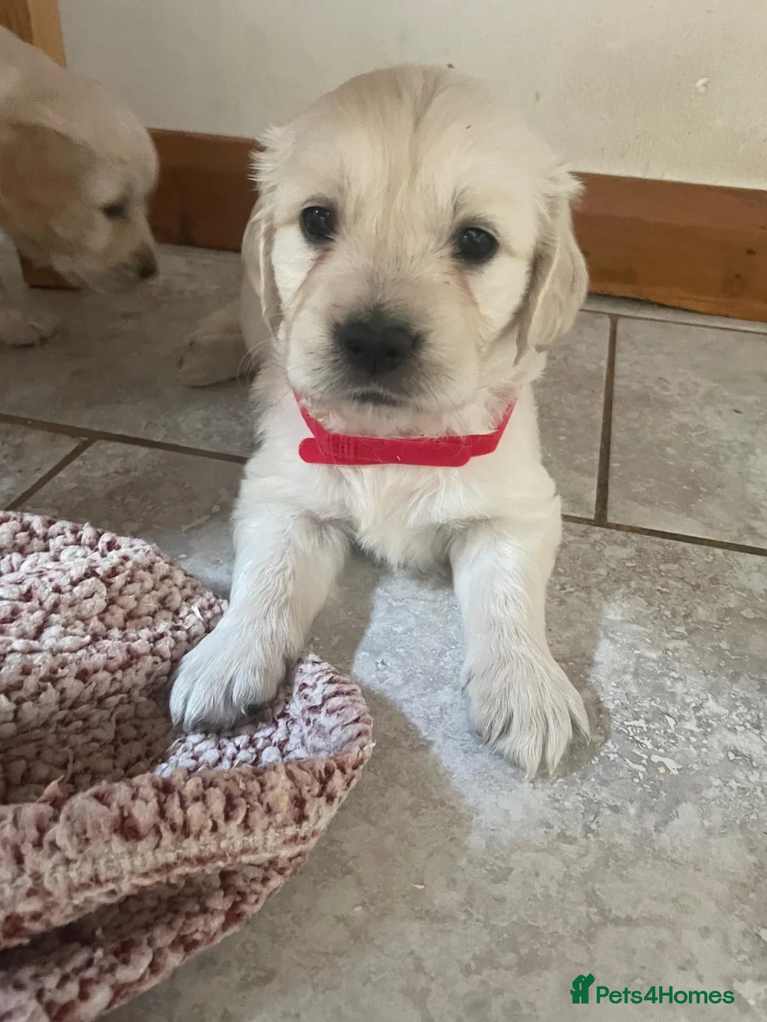 Golden Retriever dogs for sale: Beautiful GOLDEN RETRIEVER Puppies  - Advert 2