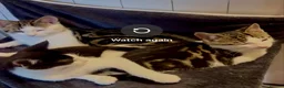 Domestic Shorthair cats for sale: 2 male kittens  - Advert 2