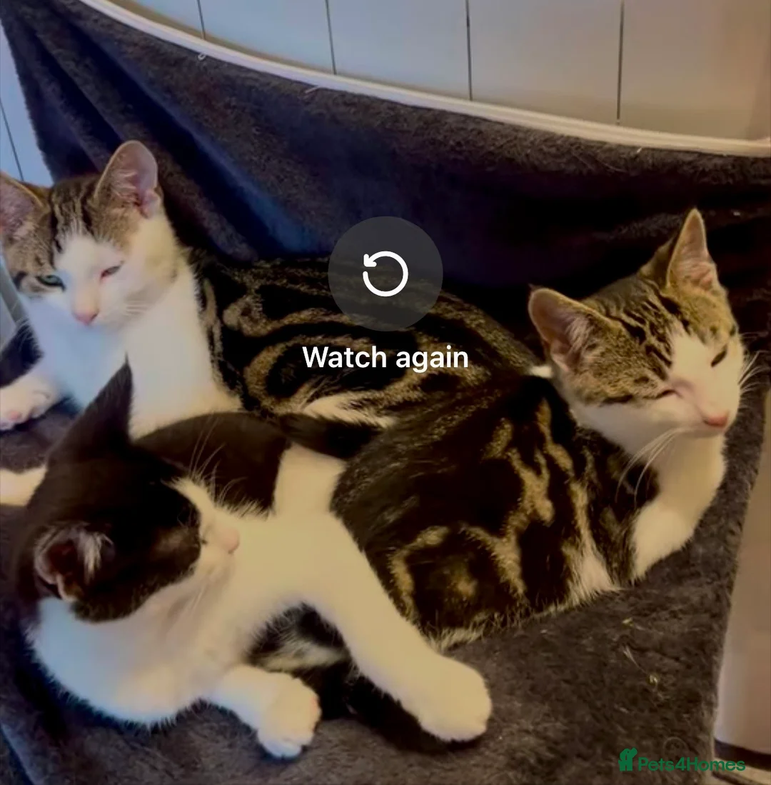 Domestic Shorthair cats for sale: 2 male kittens  - Advert 2