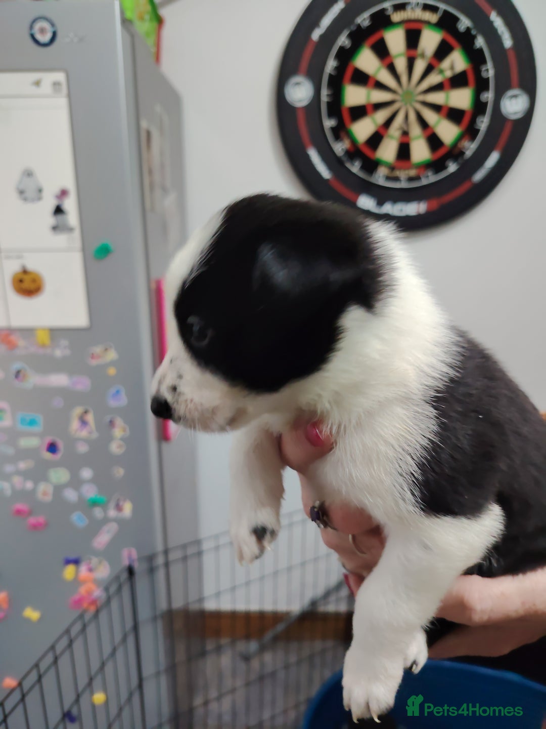 Border Collie dogs for sale: Border collie and blue merle  - Advert 9