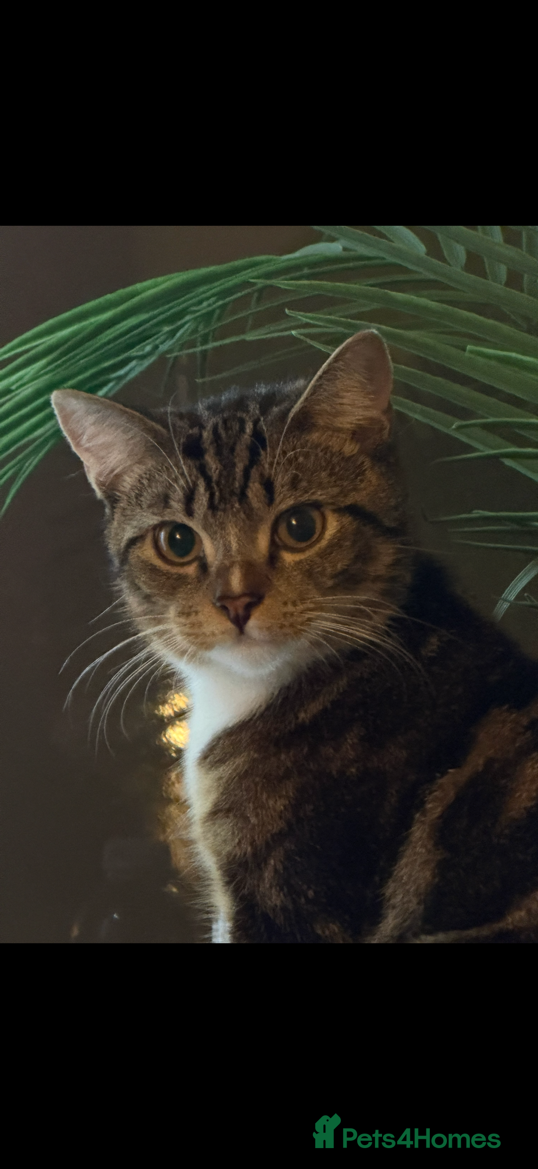Domestic Shorthair cats for sale: Domestic shorthair Tabby  - Advert 1