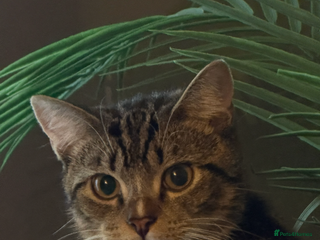 Domestic Shorthair cats Domestic shorthair Tabby - Advert 1