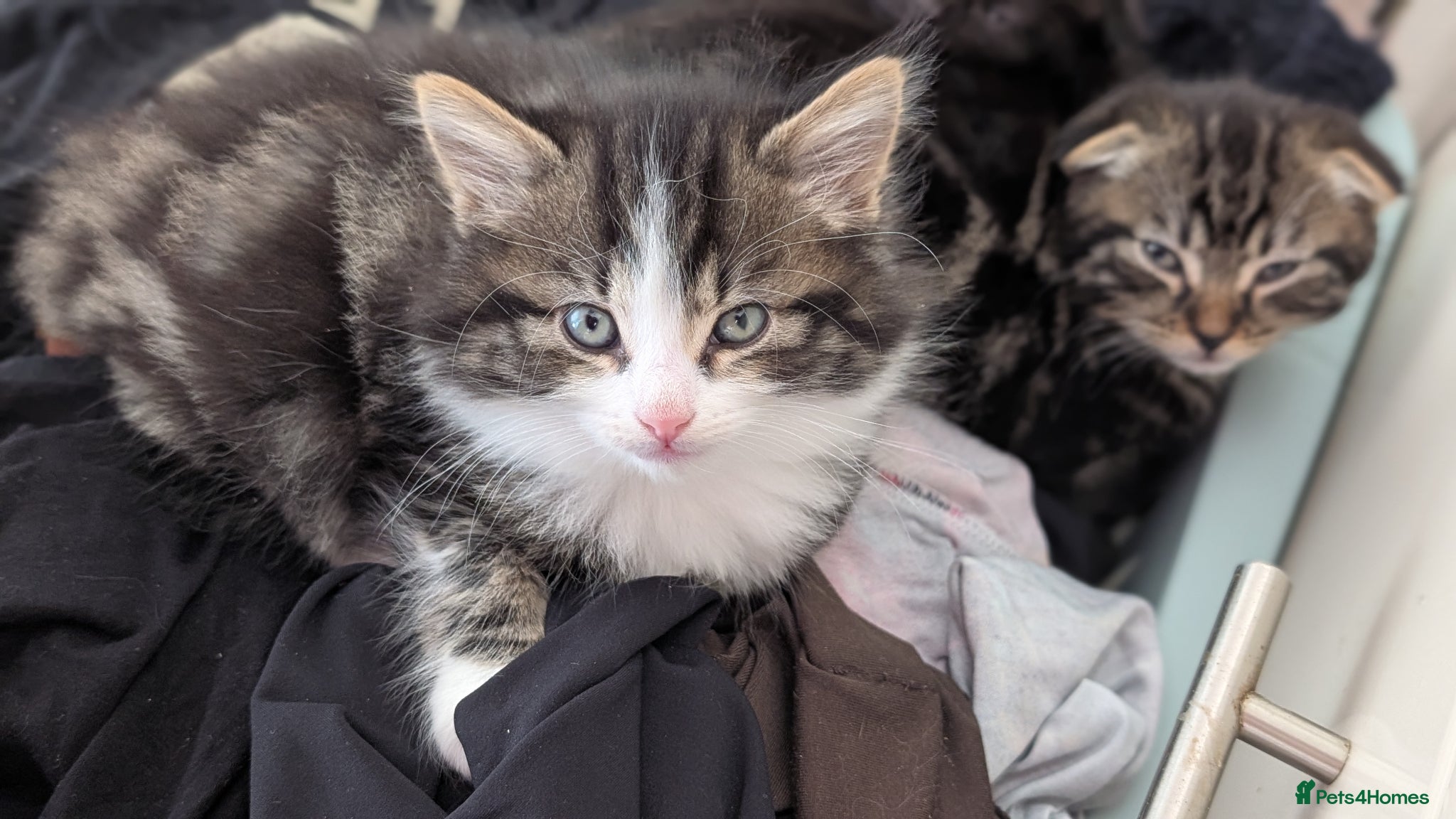 Scottish Fold cats 2 handsome kittens for Sale  - Advert 1