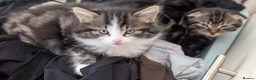Scottish Fold cats for sale: 2 handsome kittens for Sale  - Advert 1