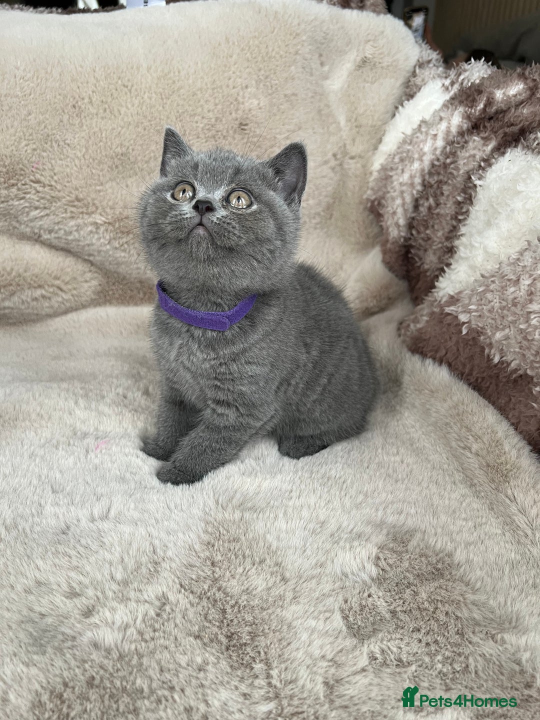 British Shorthair cats for sale: Beautiful British Shorthair  - Advert 5