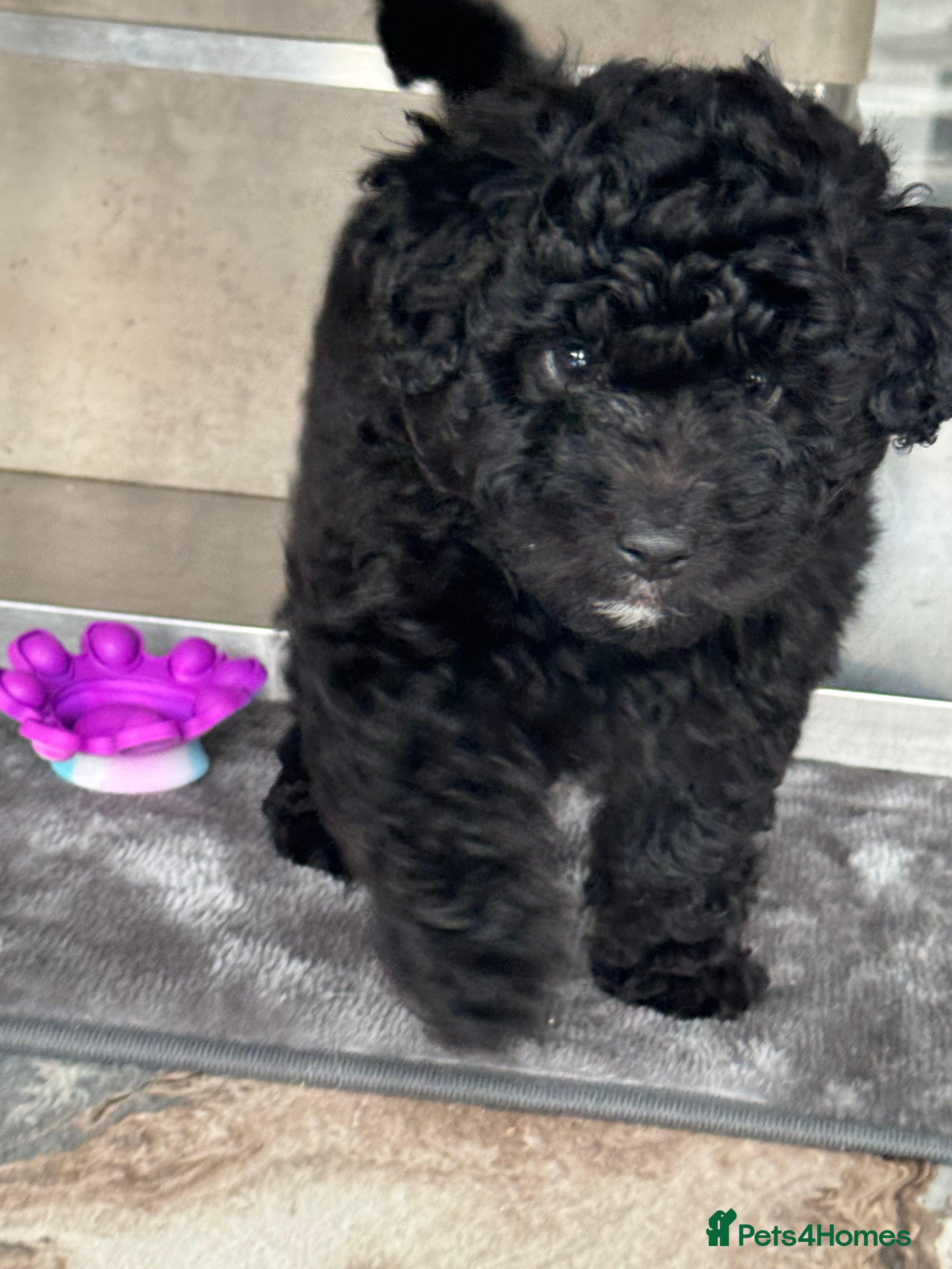 Aussiedoodle dogs Beautiful Mini Aussiedoodle Puppies ⭐️ - Advert 2