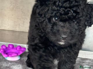 Aussiedoodle dogs Beautiful Mini Aussiedoodle Puppies ⭐️ - Advert 2