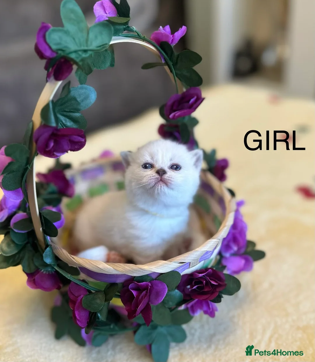 British Shorthair cats for sale: Gorgeous beautiful furr babies 😻 - Advert 1
