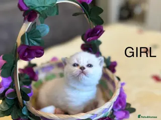 British Shorthair cats Gorgeous beautiful furr babies 😻 - Advert 1