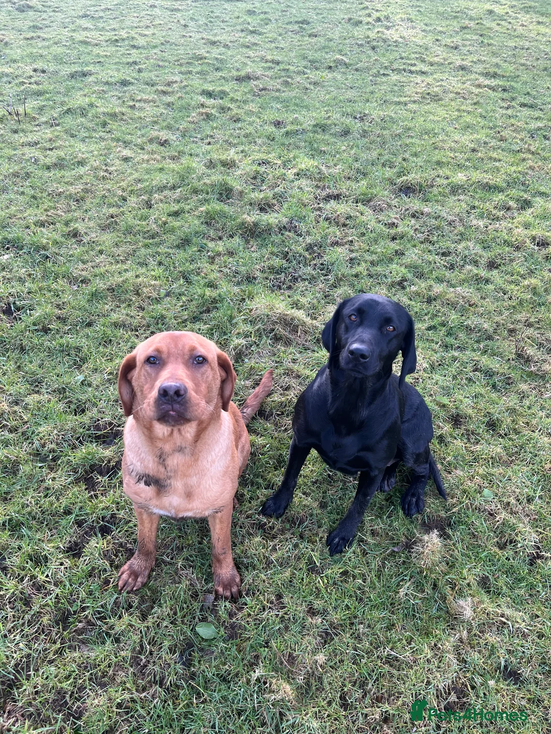 Labrador Retriever dogs for sale: KX registered Fox red lab in Moffat - Advert 2