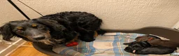 Cocker Spaniel dogs for sale: Cocker spaniel puppies in Avoch - Advert 2