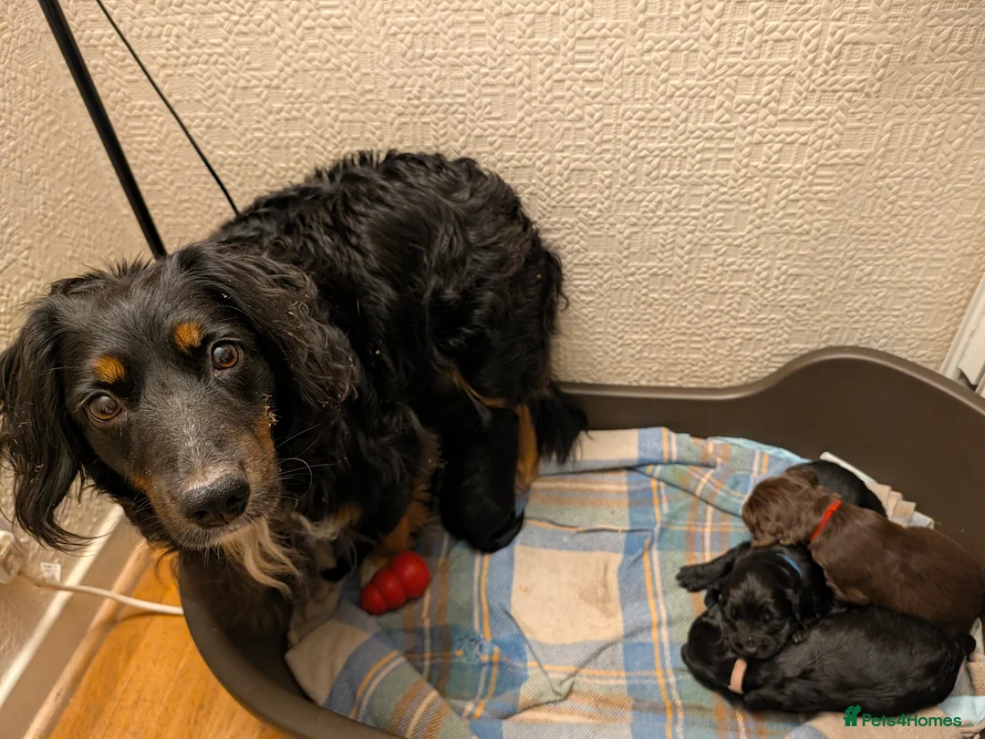Cocker Spaniel dogs for sale: Cocker spaniel puppies in Avoch - Advert 2