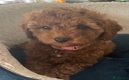 Cavapoo dogs for sale: F1b Cavapoo Puppies - Image 8