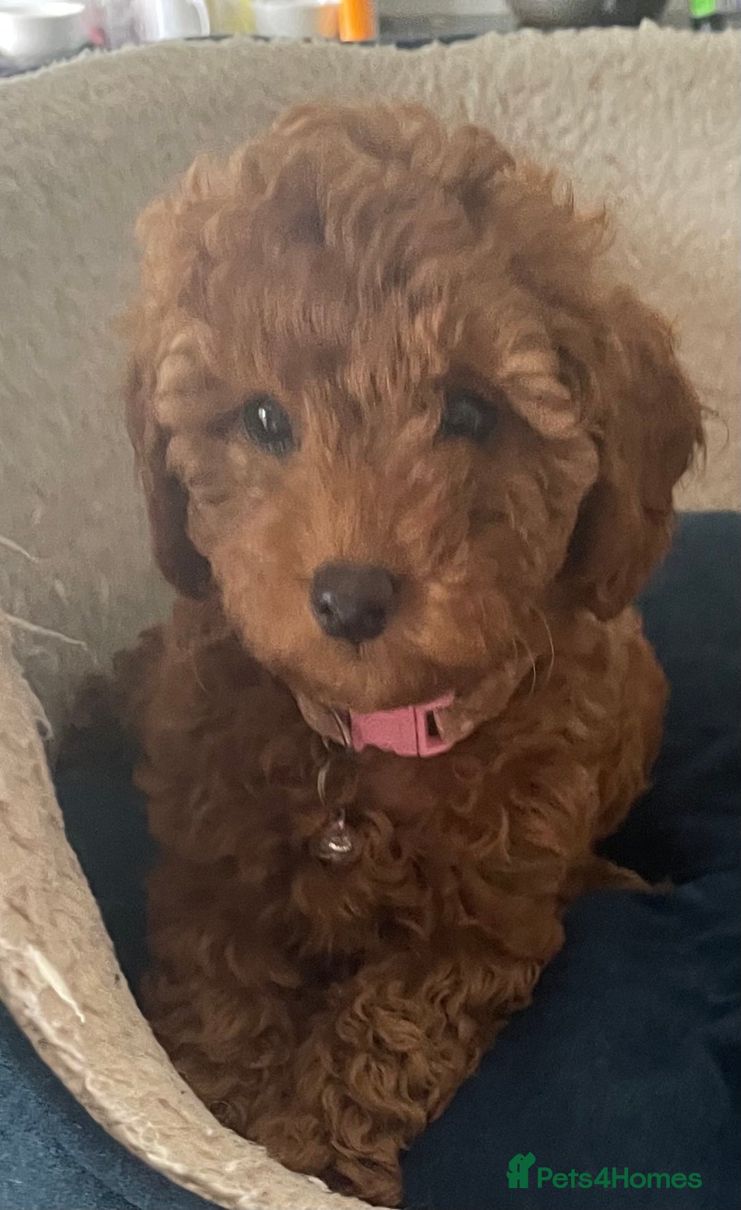 Cavapoo dogs for sale: F1b Cavapoo Puppies - Image 8