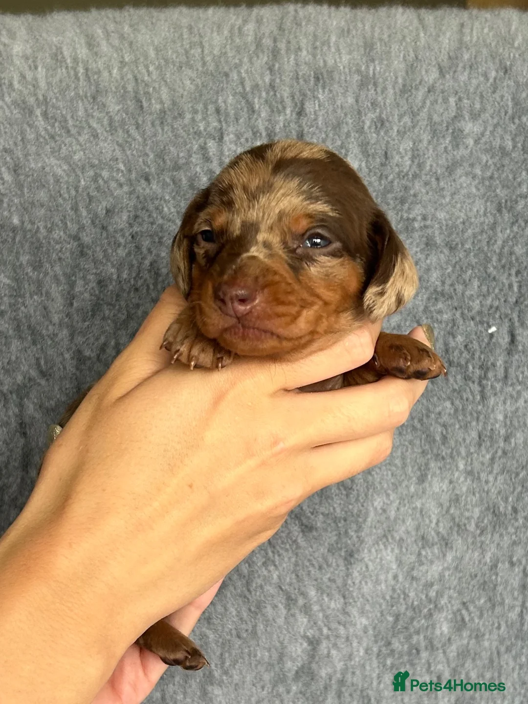 Dachshund dogs for sale: Beautiful litter of standard Dachshund  - Advert 2