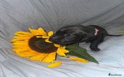 Great Dane dogs for sale: KC Registered Great Dane Puppies. - Image 18